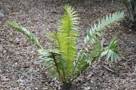 Image result for Encephalartos