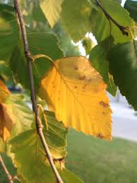 Treating infected leaves download article. River Birch Dropping Yellow Leaves Blight Or Drought