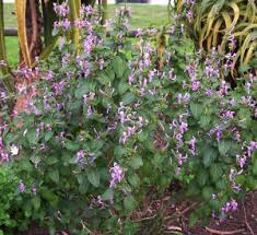 Image result for Hypoestes aristata