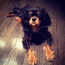 Black And Tan Cavalier With White Lily Black And Tan Cavalier King Charles Spaniel King Charles Cavalier Spaniel Puppy Cavalier King Charles Spaniel Tricolor Cavalier King Charles