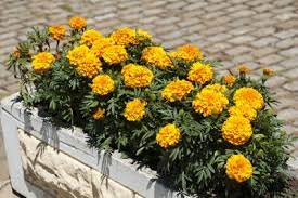 Where can i find marigold flowers near me. Potted Marigold Plants Learn How To Grow Marigolds In Containers