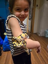 My daughter's new best friend. She's obsessed with her new snake, Banana  split. Hes a super OD, pastel, ph pied, and genetic stripe. Any idea