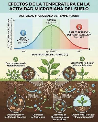 Los efectos de la temperatura en la actividad microbiana del suelo, mostrando cómo diferentes rangos de temperatura influyen en la descomposición de materia orgánica, la liberación de nutrientes y la actividad de