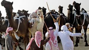 Halal slaughter is was one of the more humane methods available to the meat industry and the only method acceptable for muslim consumers. Saudi Giraffe Killing Video Causes Anger Among Kingdom S Social Media Users Al Arabiya English