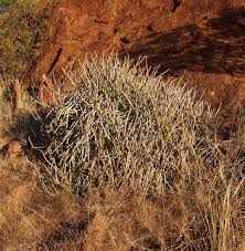 Image result for Cynanchum orangeanum