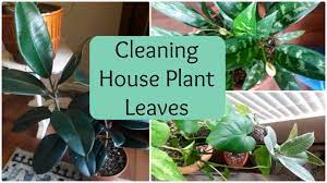 With the shower method you also have to deal with damp leaves, if they drip onto your furniture it could damage it! How To Clean Houseplant Leaves Youtube