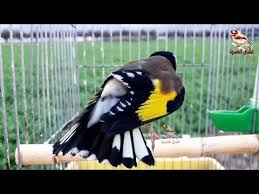 karderina tragoydi karderina tragoyda me kataplhktikh dynamh youtube song bird parrot singing