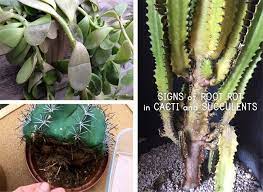 But in most cases, there are things that you can do to save your precious plant. Pin On Succulents