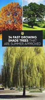 34 Fast Growing Shade Trees That Are Summer Approved Fast Growing Shade Trees Fast Growing Trees Shade Trees
