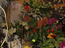 Image result for Polystachya fallax