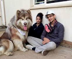Here Are The Biggest Dogs In The World Best Dog Breed For Me Best Dog Breeds Best Large Dog Bre Dog Breeds That Dont Shed Large Dog Breeds Giant Dog Breeds