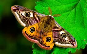 Fear of Moths – How to Overcome Phobia of Moths Easily