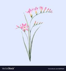 Beautiful Vector Illustration Of Hand Drawn Watercolor Pink Freesia Flower Download A Free Preview Or High Quality Adobe Il In 2021 Freesia Flowers Freesia Watercolor