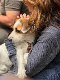 Teddy bear dogs tend to be less vocal than other small dogs. Fetch Wisconsin Rescue