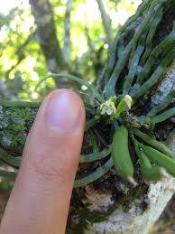 Image result for Taeniophyllum