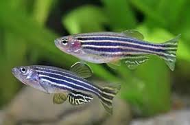 Siapa jenis ikan hias yang cerdas? 18 Jenis Ikan Hias Kecil Untuk Mempercantik Akuarium