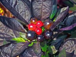 Top quality plants at low prices. Hd Wallpaper Plant Purple Leaves Red Berries Capsicum Annuum Black Pearl Wallpaper Flare