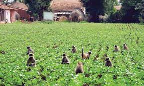Farmer Finds Unique Method To Save Crops From Wild Animals Khabarhub Khabarhub
