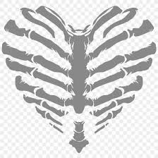 Human skeleton rib cage anatomy skull, rib cage, heart, christmas decoration png. T Shirt Human Skeleton Heart Rib Cage Png 900x900px Watercolor Cartoon Flower Frame Heart Download Free