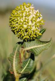 Image result for Asclepias albens