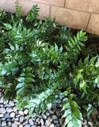 Image result for Arthropteris