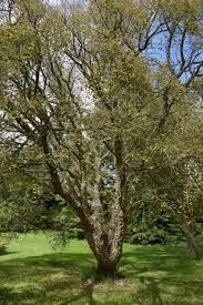Image result for Quercus suber