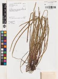 Image result for Eleocharis acutangula
