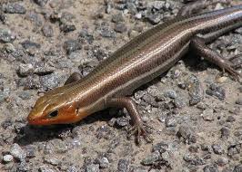 Black And White Striped Lizard Arizona Five Lined Skink Eumeces Fasciatus 5 8 5 In 12 5 21 5 Cm As Their Name Implies Five Lined Skinks Have Five Light Lines That Ru Blue Tail Habitats Species