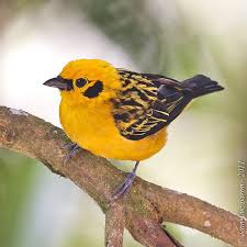 Birds Of A Feather Song Golden Tanager Photo By Jeluba Song Order Passeriformes Family Thraupidae Genus Tangara Species With Images Most Beautiful Birds Birds Bird Pictures