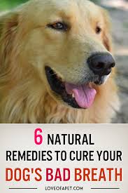 How To Get Rid Of Bad Dog Breath Treatments And Prevention In 2020 Bad Dog Breath Dog Breath Bad Dog