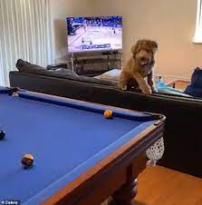 Dog Helps Out Its Owner By Knocking Snooker Ball Into The Nearest Pocket With Its Paw Daily Mail Online