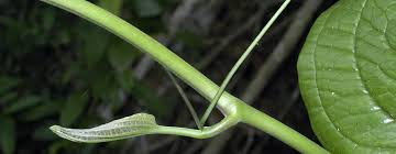 Image result for Dichapetalum edule
