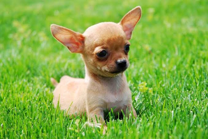 Mga resulta ng larawan para sa Chihuahua dog"