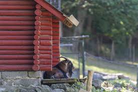 Zoo saarbrücken саарбрюккен, саар, германия zoo saarbrücken часы работы zoo saarbrücken адрес zoo saarbrücken телефон zoo saarbrücken фото зоопарк. Wildpark Karlsbrunn