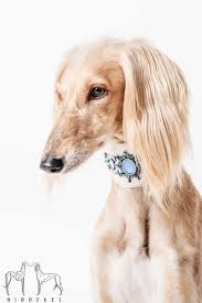 Saluki Hiddekel Fci Azawakh Saluki Kennel Hodowla