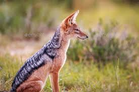 Black Backed Jackal Sitting In The Grass Black Backed Jackal Animals African Animals