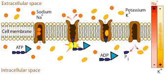What Is The Difference Between Active And Passive Transport Active Transport Utilizes Cellular Energy In The In 2020 Sodium Potassium Pump Hyponatremia Cell Membrane