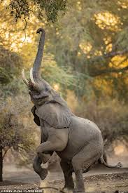 African Bull Elephant Photographed Stretching Canopy Heights Majestic Animals Bull Elephant Africa Animals