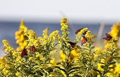 Woodward Discovery Days: Beautiful Butterflies and Majestic Monarchs