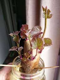 The mouth of the jar must be wide enough to hold the potato on toothpicks. Start Your Own Sweet Potato Slips Organic Gardening Mother Earth News