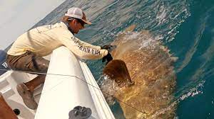 Bass Fishermen Vs Goliath Groupers Ft 1rod1reelfishing Lunkerstv Grouper Goliath Fisherman