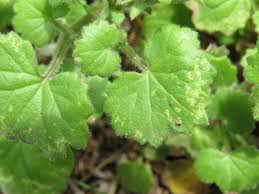 Image result for Cineraria mazoensis