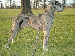Our babies would be covered. Great Dane Dog Breed Pictures 7