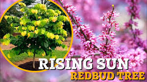 Redbuds always remain small, maturing at 20 to 30 feet in height and 15 to 35 feet in width. Redbud Tree Care The Best Practices Plantingtree
