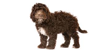 We did not find results for: Cockapoo Dog Breed Information Purina