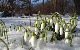 Marzo fiorellini bianchi sottobosco : Fiori Del Sottobosco Colli Euganei