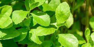 Check spelling or type a new query. Manfaat Daun Beluntas Semak Yang Punya Khasiat Bagi Kesehatan