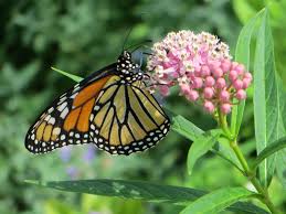 We have details about attracting, finding eggs, and keeping them safe indoors to experience the wonderful transformation! Milkweed Mother S Milk For Monarch Butterflies But Yield Robbing Weed For Farmers Genetic Literacy Project