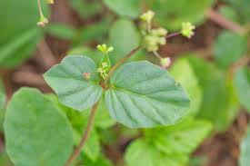 Image result for Boerhavia diffusa