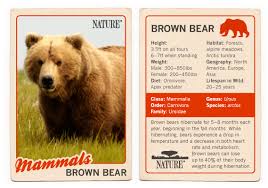 Bears Of The Last Frontier Brown Bear Fact Sheet Nature